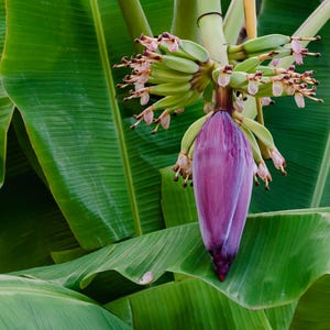 Mountain Banana (Musa yunnanensis) - 7 seeds