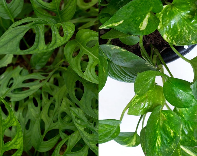 Combo 2 Golden Pothos Plants & 1 Swiss Cheese Plant Etsy