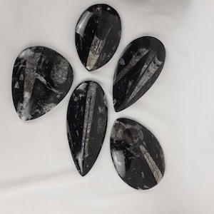 May include: Five black and white fossilized stone pendants in the shape of a teardrop. The fossils are of crinoids, an ancient marine animal.