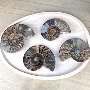1/2 Ammonite sawn and polished
