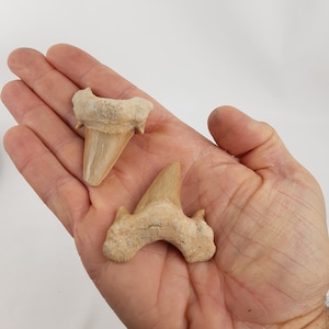 May include: Two fossilized shark teeth, one is a triangular shape and the other is a more pointed shape. Both are a light brown color.