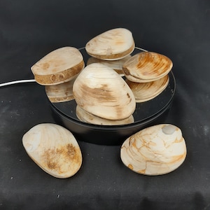 May include: Six fossilized clam shells in various shades of brown and white, arranged on a black circular platform with a reflective surface.