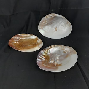 Pearl oyster shell