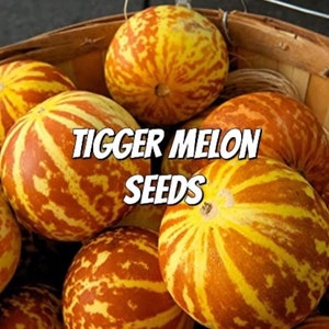 May include: A basket full of yellow and orange striped tiger melons. The melons have a rough texture and are arranged in a basket. The text "TIGGER MELON SEEDS" is superimposed on the image.