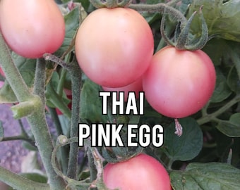 Semillas de tomate tailandés huevo rosa