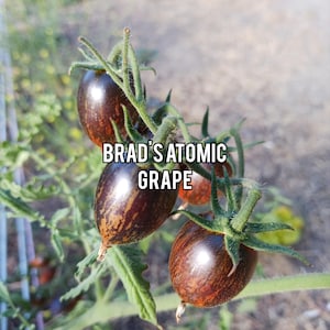 Brad&#39;s Atomic Grape Tomato Seeds