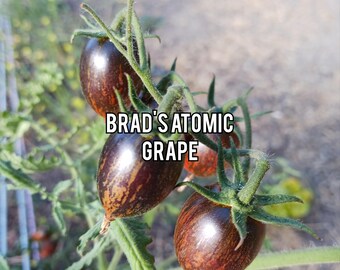 Brad's Atomic Grape-tomatenzaad