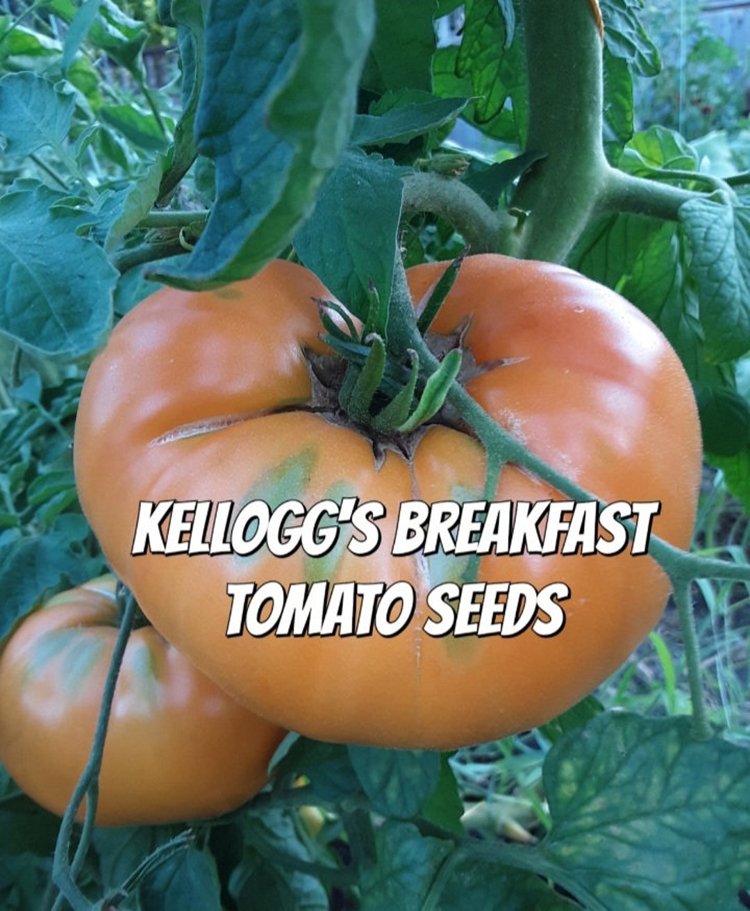 Kellogg's Breakfast Tomato Seeds Etsy