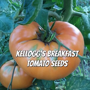 May include: Close-up of two large, orange tomatoes growing on a vine. The tomatoes have a slightly wrinkled texture and are surrounded by green leaves. The text "KELLOGG'S BREAKFAST TOMATO SEEDS" is superimposed on the image.