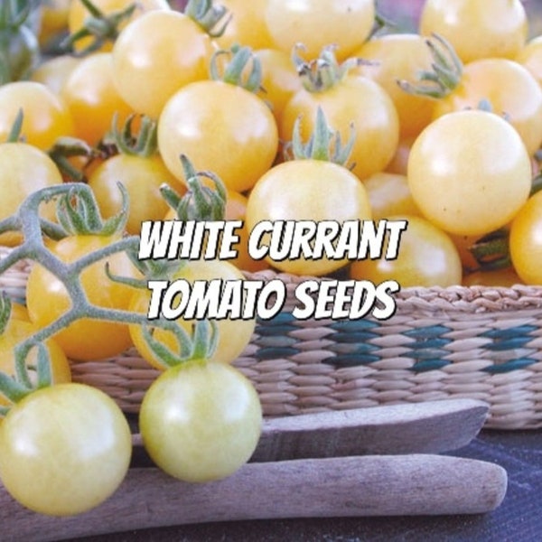 White Currant Tomato Seeds