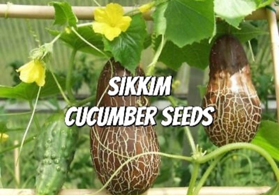 Sikkim Cucumber Seeds Etsy