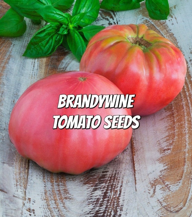 Brandywine Tomato Seeds Etsy