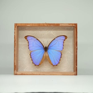 Puede incluir: Una mariposa enmarcada con alas azul vibrante y bordes marrones. La mariposa está centrada en un marco de madera con un fondo claro. Las alas están extendidas, mostrando los intrincados patrones y colores.