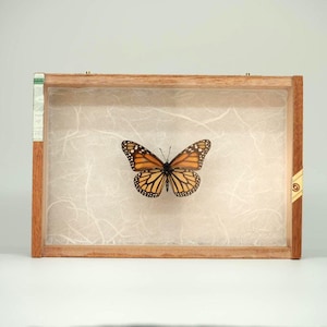 Arte della farfalla monarca in una scatola di sigari vintage / Farfalle sul mare