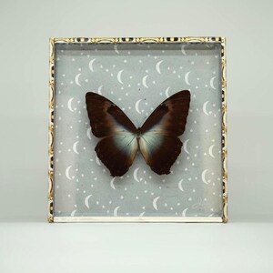 Night-Sky Morpho over Blue Moons | Butterflies by the Sea