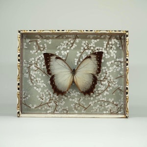 Arte della farfalla fantasma Morpho in una scatola di sigari vintage / Farfalle sul mare