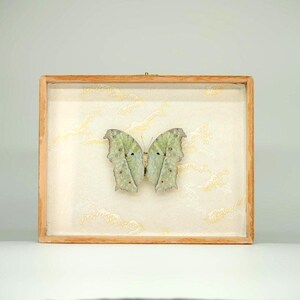 Madreperla e onde dorate / Farfalle in riva al mare