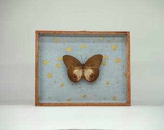 Mariposa Ojo de Búho en Caja Estrellada / Mariposas junto al Mar
