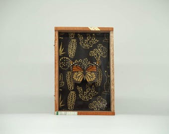 実物大のモナーク蝶の剥製 - Danaus plexippus - Etsy 日本