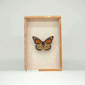 Farfalla monarca su carta filamentosa bianca Shadow Box / Farfalle sul mare