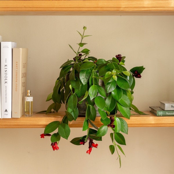 Lipstick Plant Etsy
