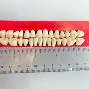 May include: A set of multicolored resin teeth on a red card labelled "Multicoloured RESIN TEETH". A ruler is placed below the teeth for measurement. The teeth are a light beige colour.