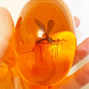 Puede incluir: Un huevo de resina transparente de color ámbar que contiene un insecto preservado. El insecto es de color marrón oscuro con alas y patas visibles. La resina tiene una superficie lisa y pulida y se sostiene en una mano.