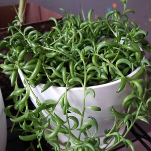 Curio Radicans