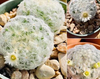 Cactus- Mammillaria plumosa| feather cactus| growing in 3.5" nursery pot (flowers in November; bareroot shipping)