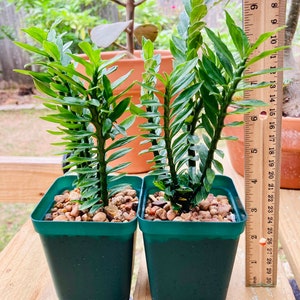 Euphorbia tithymaloides subsp. smallii 'Nanus' - Little Red Bird | Euphorbia | 3.5" Pot (bareroot shipping)