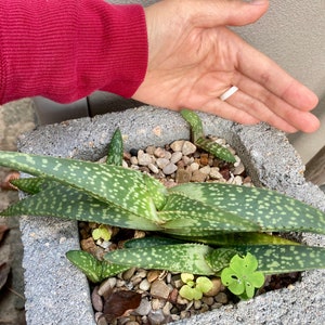 Aloe greatheadii davyana succulent young plants as pictured 12/5/23 choose from 1-4 plants bareroot shipping with free pups image 4