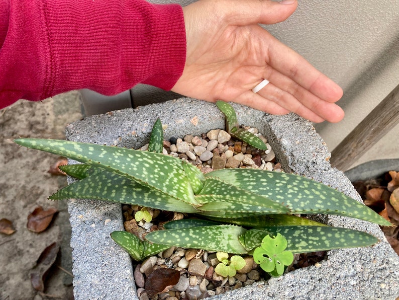 Aloe greatheadii davyana succulent young plants as pictured 12/5/23 choose from 1-4 plants bareroot shipping with free pups image 4