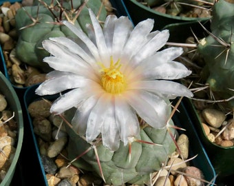 Cactus- Thelocactus hexaedrophorus | 3.5" pot as pictured on 3/12/2024 (flowering) bareroot shipping