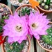 see more listings in the Cactus section