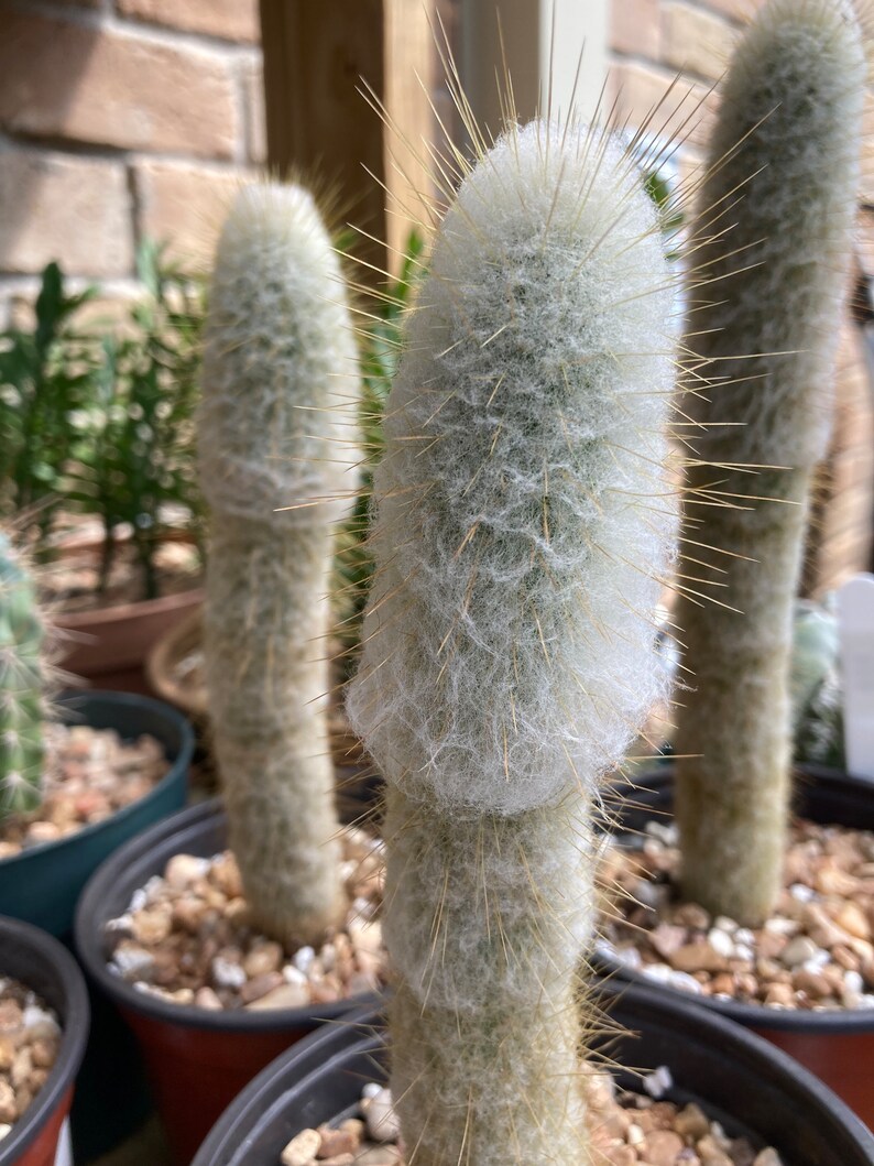 Cactus Espostoopsis dybowskii night blooming only species in the genus measured 7-8 above soil bareroot shipping 04/04/2024 image 1