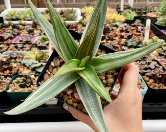 Aloe 'Black gem' variegata | variegated Aloe Haworthia hybrid succulent| plants are 4-5” as measured (bareroot shipping)