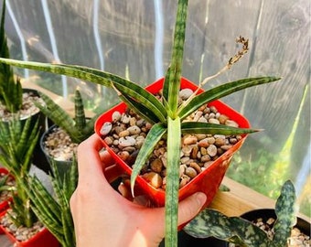 Sansevieria bacularis ‘Mikado’ – Fernwood (mature Dwarf snake plant) |succulent| shown in 4.5” Pot (bareroot shipping)