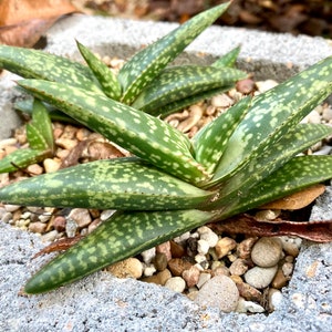 Aloe greatheadii davyana succulent young plants as pictured 12/5/23 choose from 1-4 plants bareroot shipping with free pups image 5