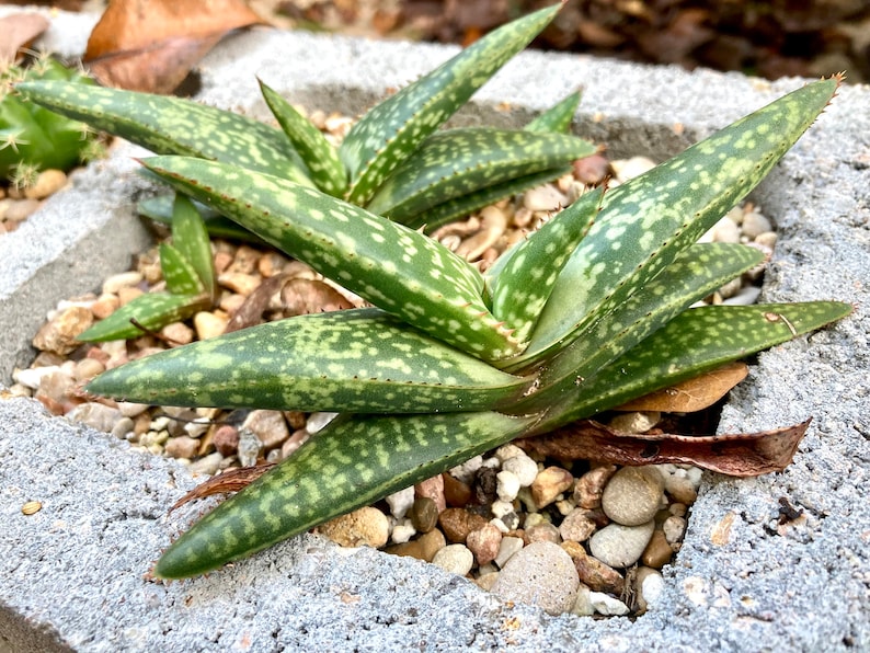 Aloe greatheadii davyana succulent young plants as pictured 12/5/23 choose from 1-4 plants bareroot shipping with free pups image 5
