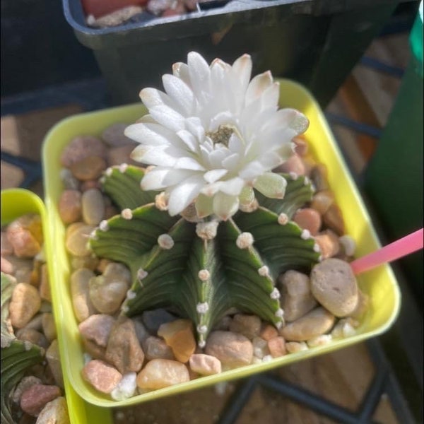 Seeds- Gymnocalycium LB2178 ‘Agua dulce’ 25+ seeds (Harvested in 2023)