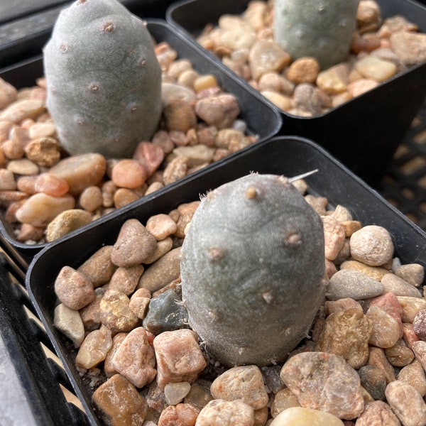 Cactus- Tephrocactus articulatus var. inermis - Pine Cone Cactus | Cactus | 2.75" Pot (pictured on 11/8/2023; bareroot shipping)