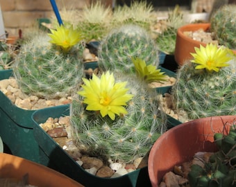 Cactus- Mammillaria baumii | growing in 3.5" nursery pots| big yellow flowers in spring| plants pictured on 3/20/2024 (bareroot shipping)