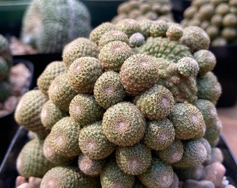 Cactus- Rebutia heliosa (show quality; big clump on its own root) as pictured growing in 4” pot (bareroot shipping)