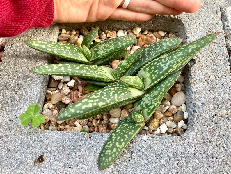 Aloe greatheadii davyana succulent young plants as pictured 12/5/23 choose from 1-4 plants bareroot shipping with free pups image 1
