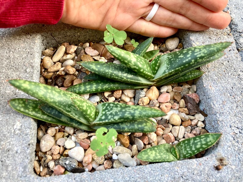 Aloe greatheadii davyana succulent young plants as pictured 12/5/23 choose from 1-4 plants bareroot shipping with free pups image 2