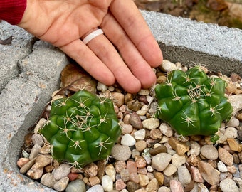 Cactus- Gymnocalycium marsoneri subs. Matoense cv. Multiproliferum| as pictured on 12/5/23 (bareroot shipping; flower for reference)