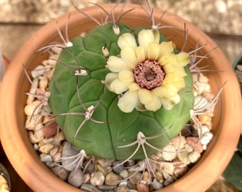 Seeds- Gymnocalycium pflanzii 25+ seeds (Harvested in 2023)