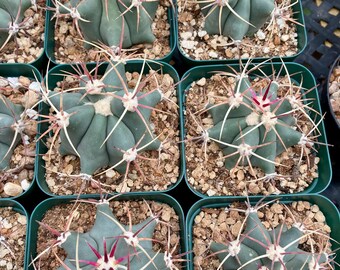 Cactus- Ferocactus emoryi | 3” plants as measured | pictured on 04/04/2024 (bareroot shipping)