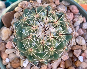 Cactus- Coryphantha cornifera - Rhinoceros Cactus | 3.5" pot as pictured (bareroot shipping)
