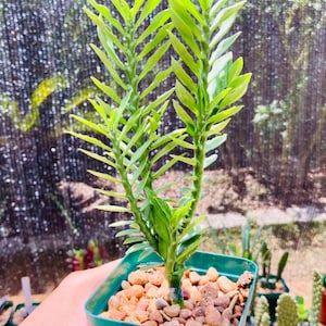 Euphorbia tithymaloides subsp. smallii 'Nanus' | mini red bird succulent (bareroot shipping)